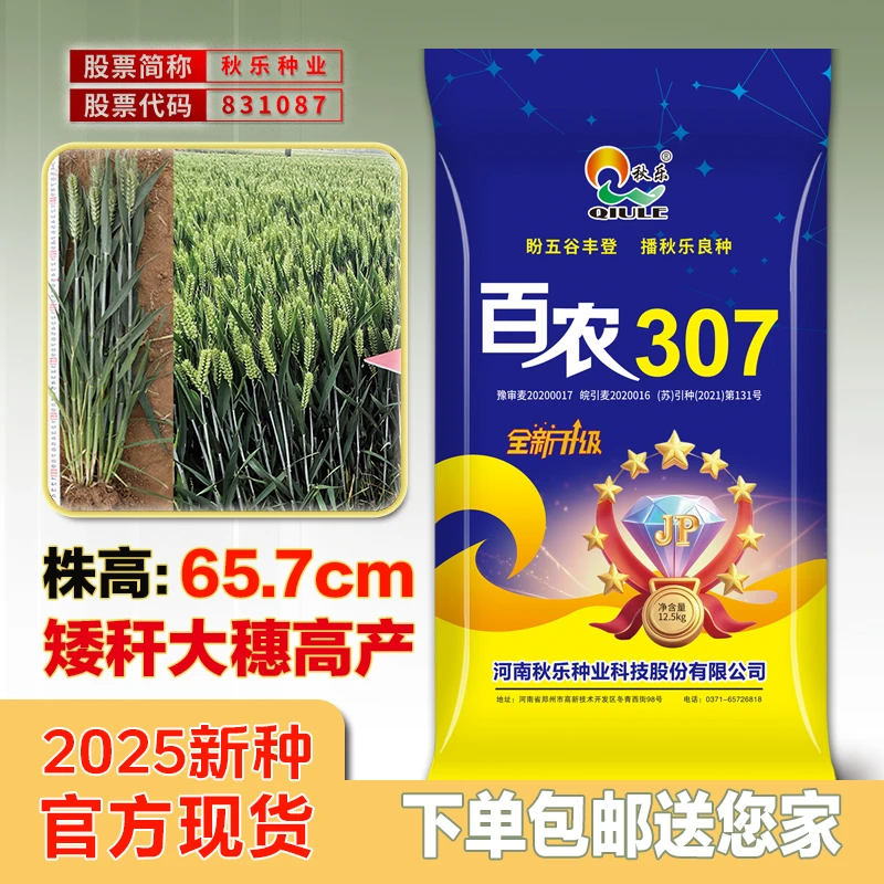【秋乐精选版】百农307三圃田原种豫审小麦种子高产矮秆抗倒大穗