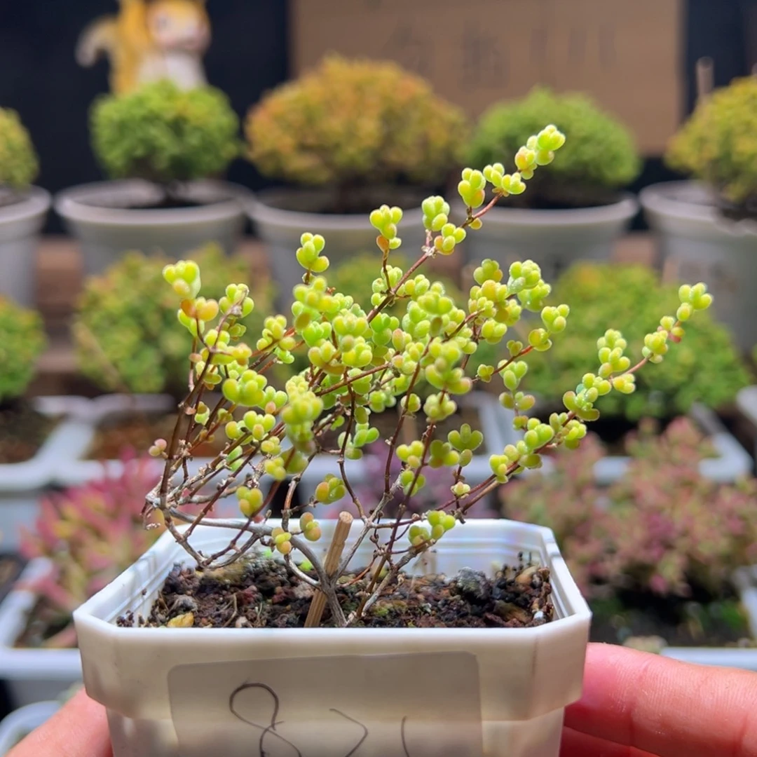 821黄金莱斯一物一拍包开箱