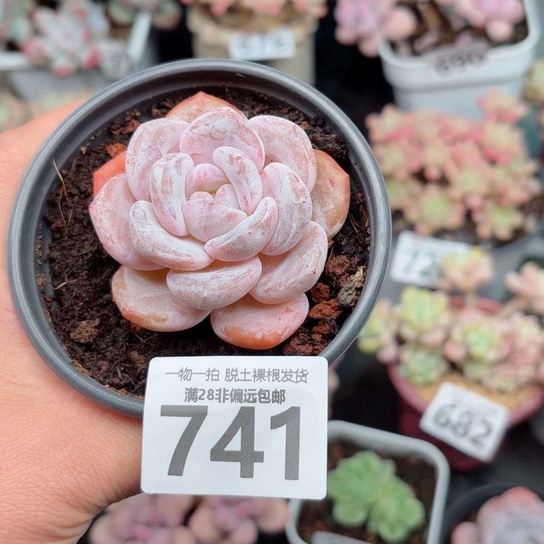 胖雪橙无盆土发货