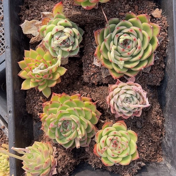 直播福利一物一拍530