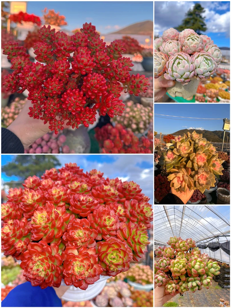 G火焰玫瑰+罗马盆组合 耐晒皮实 绿植 室内室外都能养