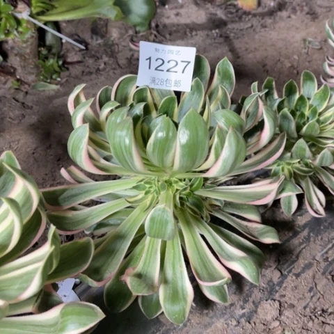 青莲多肉多肉1227