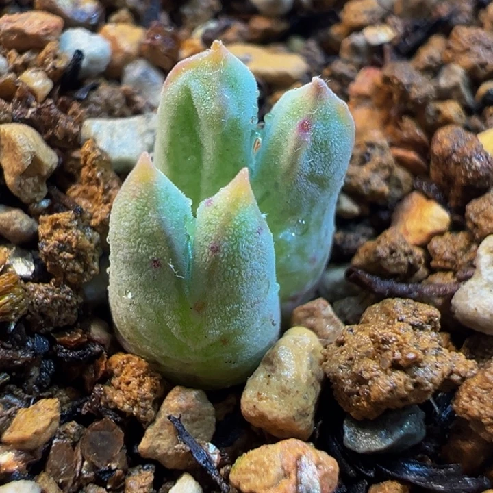猪蹄多肉植物盆栽栽培