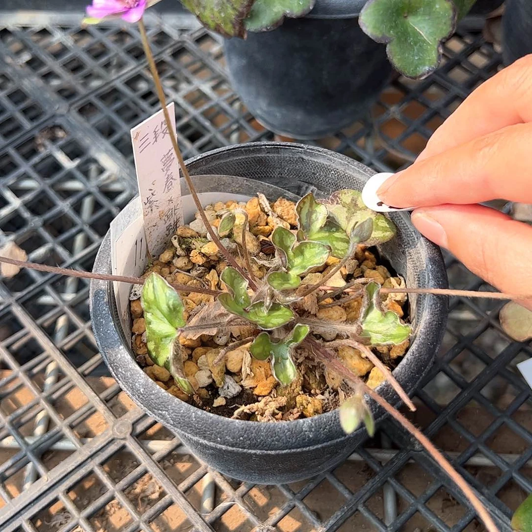 红陶暗**府301顺丰到付