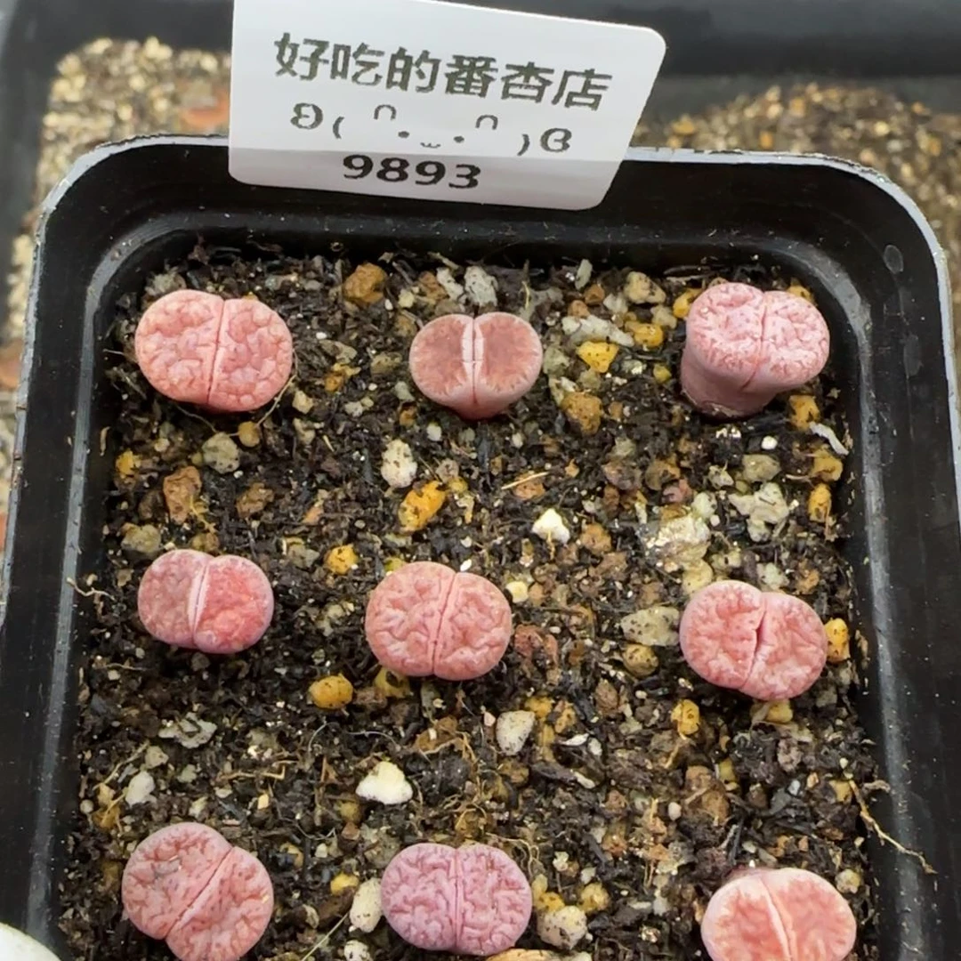 9893。阿克塞尔。。。。。。