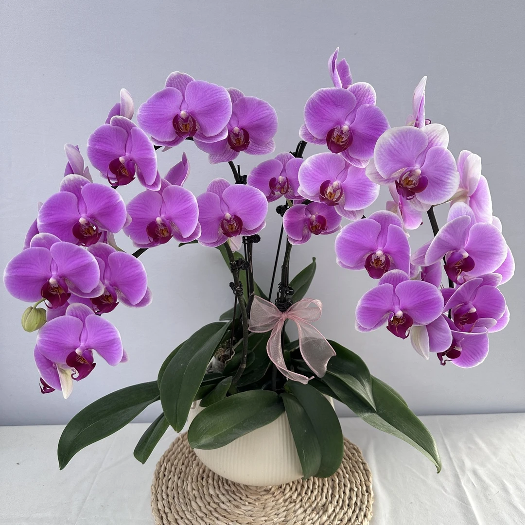 蝴蝶兰【缤纷】大花 乔迁送礼盆栽室内花卉四季开花花期长易养护5