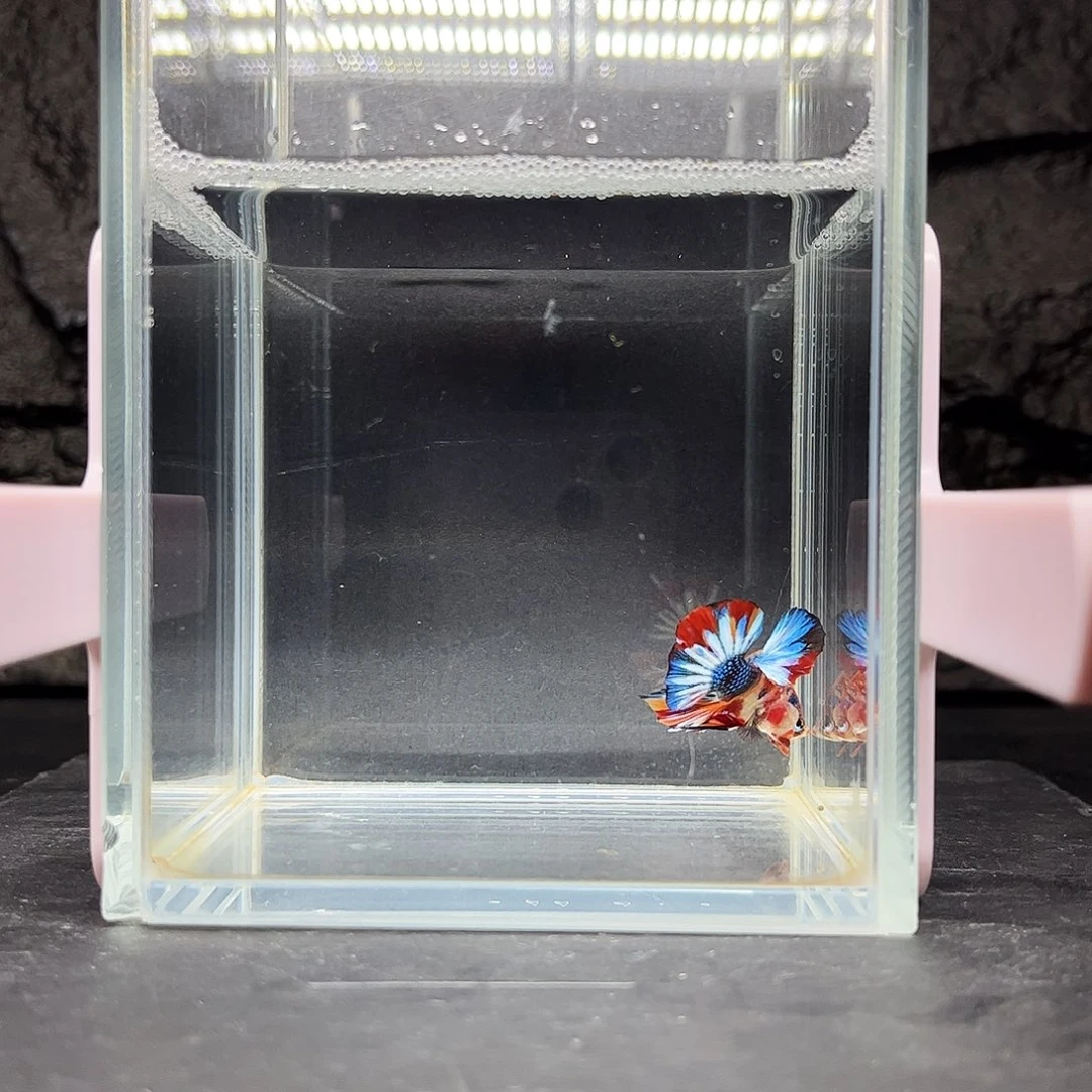 海水鱼宙斯斗鱼竞拍12-02