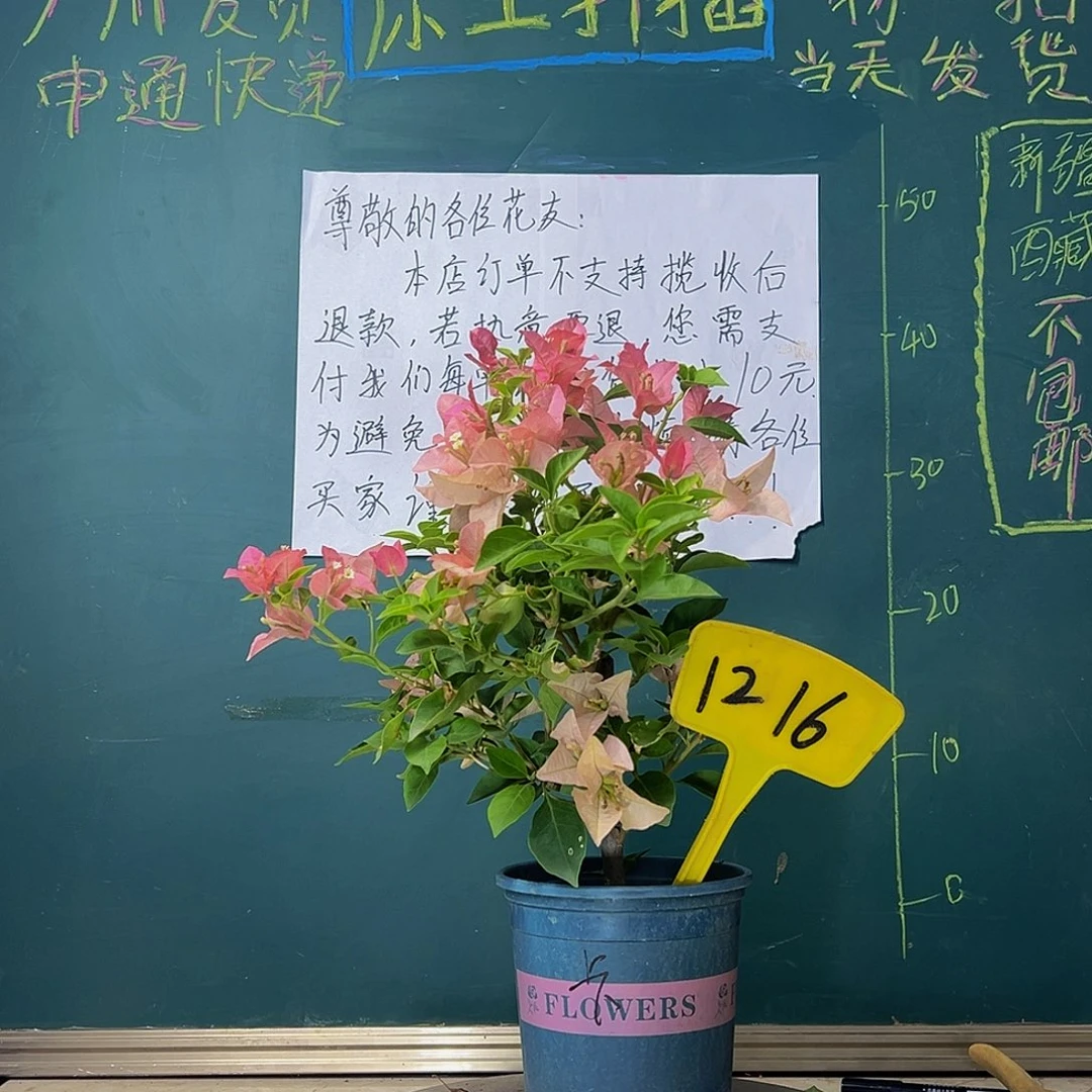 当前无花栽培后可以开花卡亚塔1216