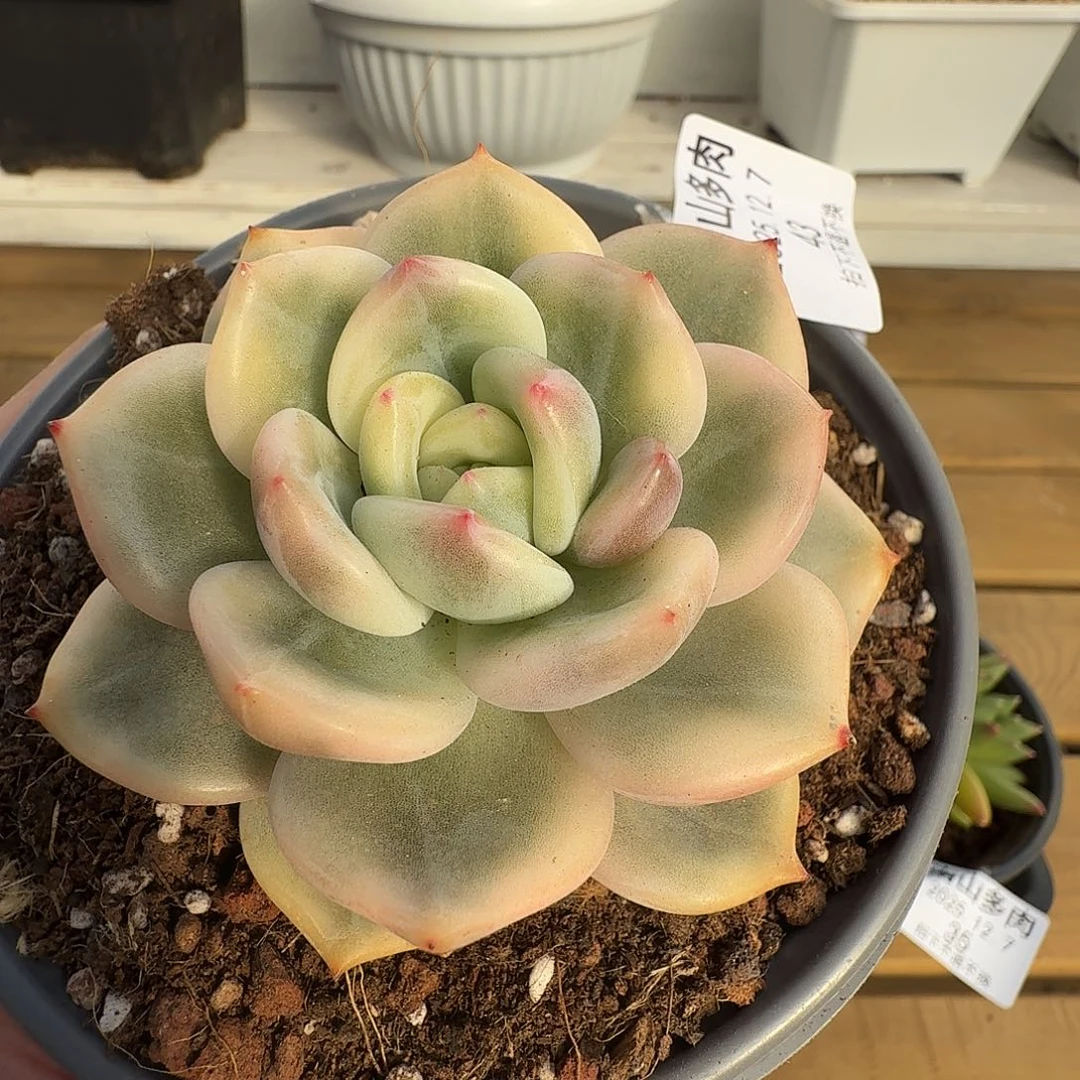 伊丽莎白锦11111127-43