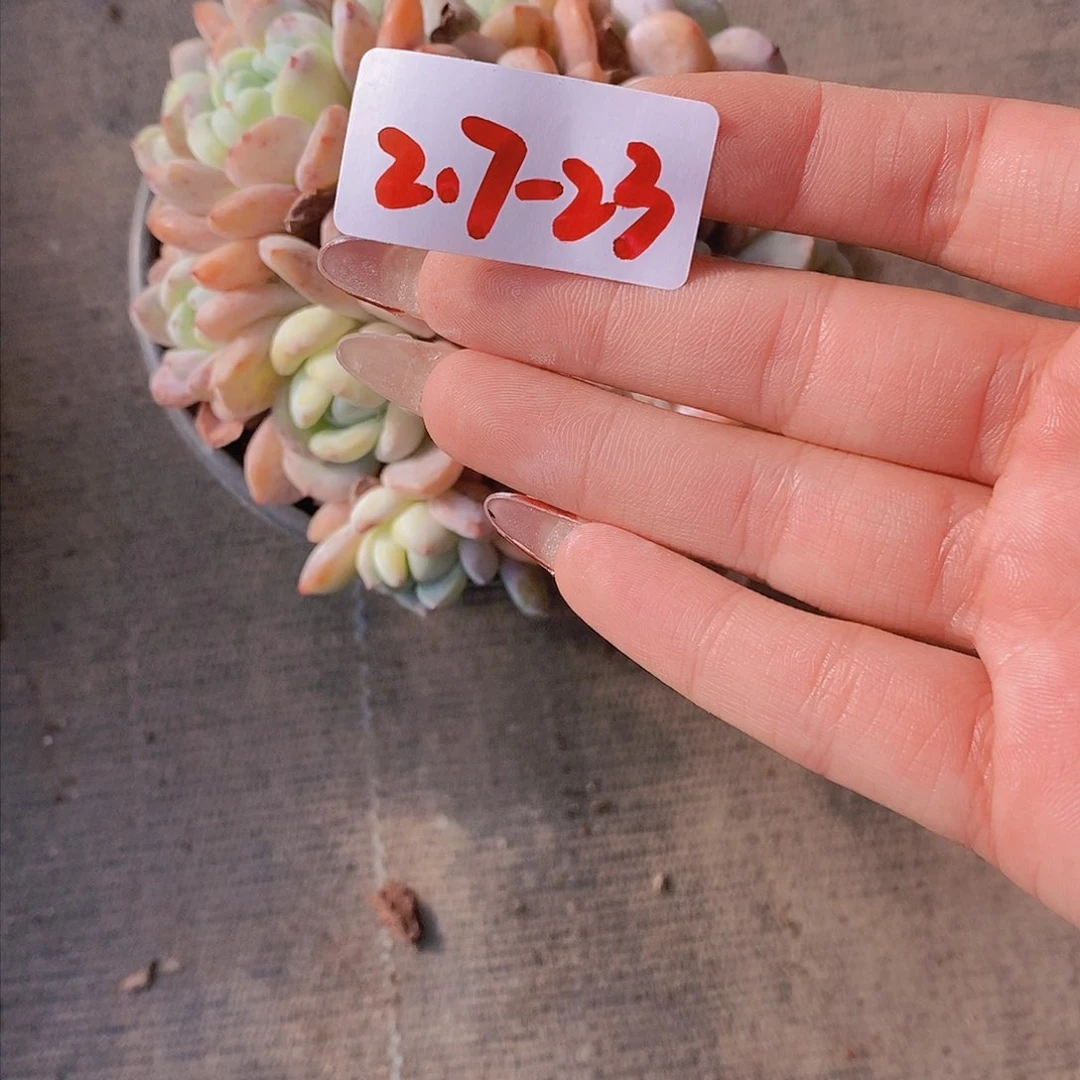 2.7-23-冷香福利一颗 一物一拍