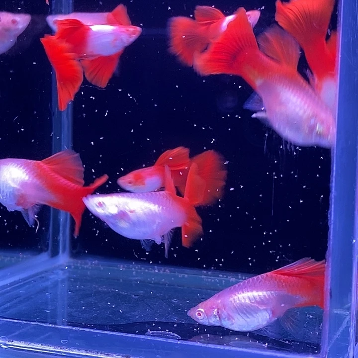 孔雀鱼阿尔银红尾5对