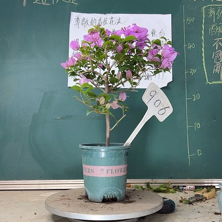 当前无花栽培后可以开花巴西紫 906