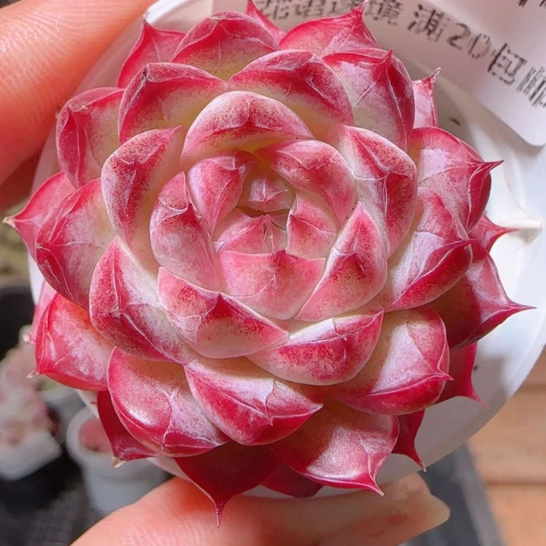 花语多肉1214-84女王