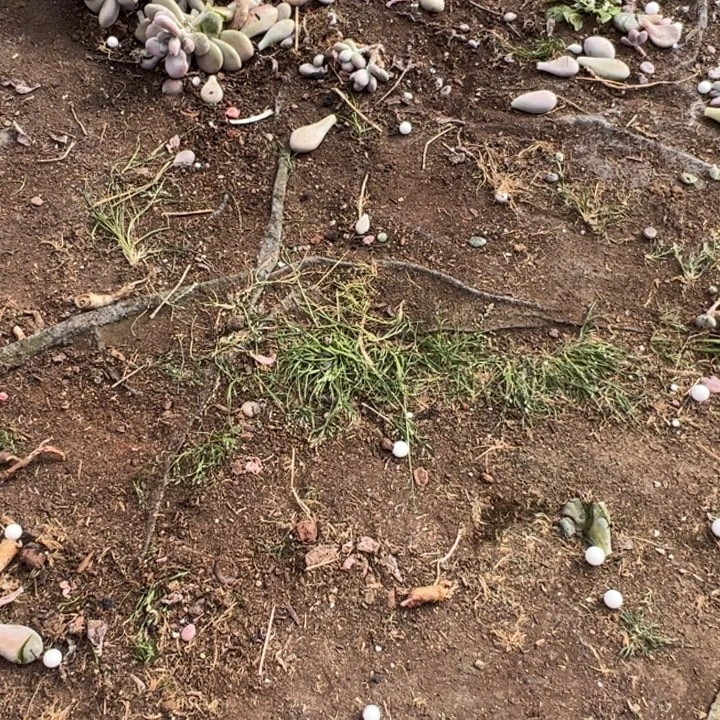 L****云南多肉瑕疵桃蛋不售后