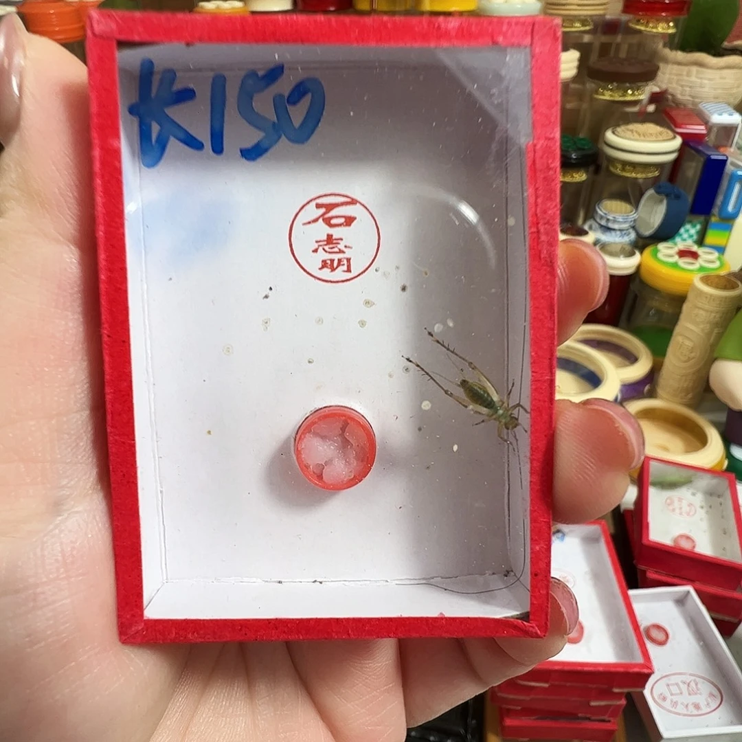 哈哈哈石大黄蛉一个