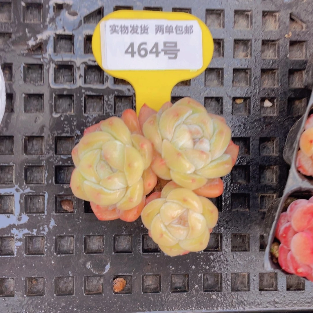 464号刚毅老桩大群生一个