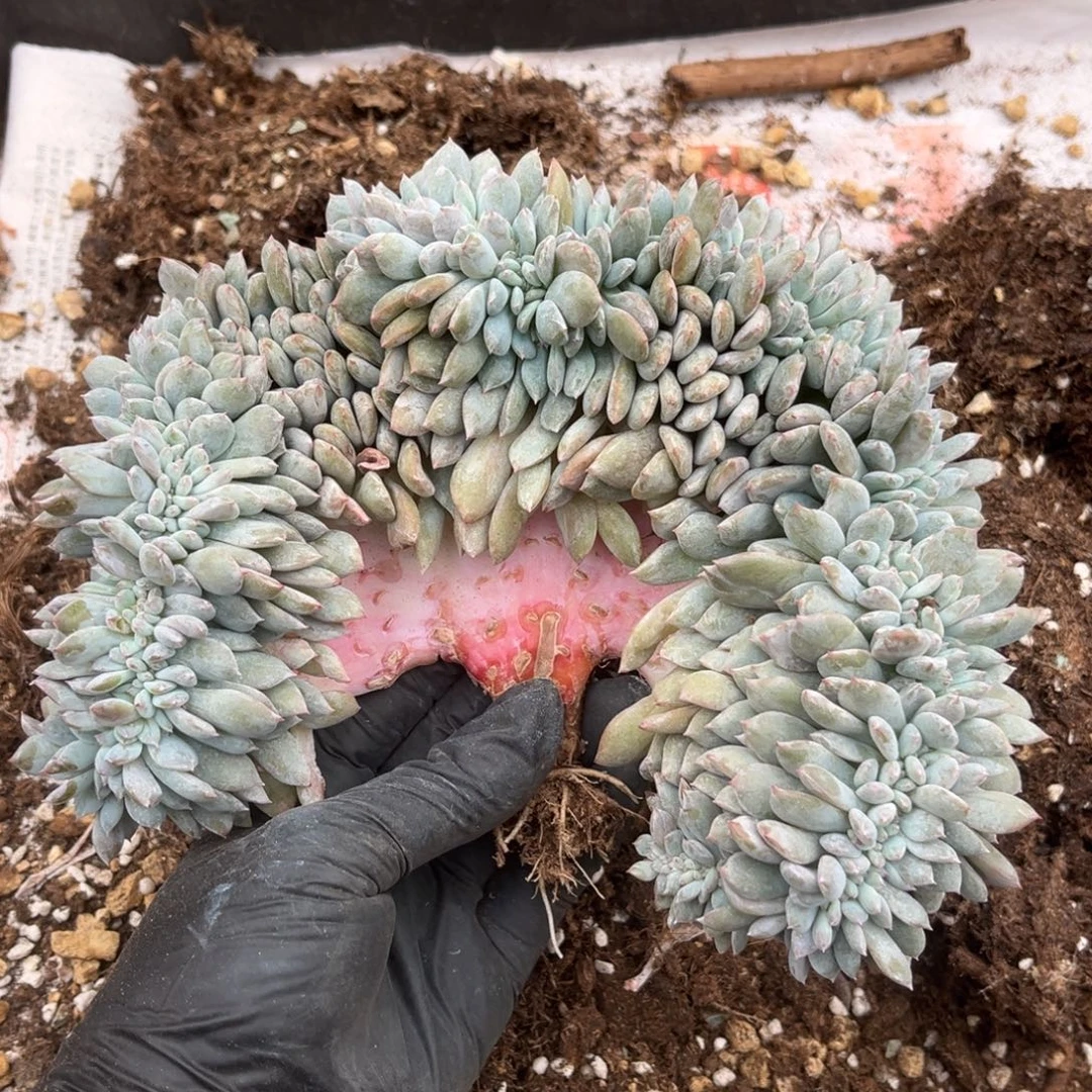 肉****362号新疆西藏内蒙古不包邮的