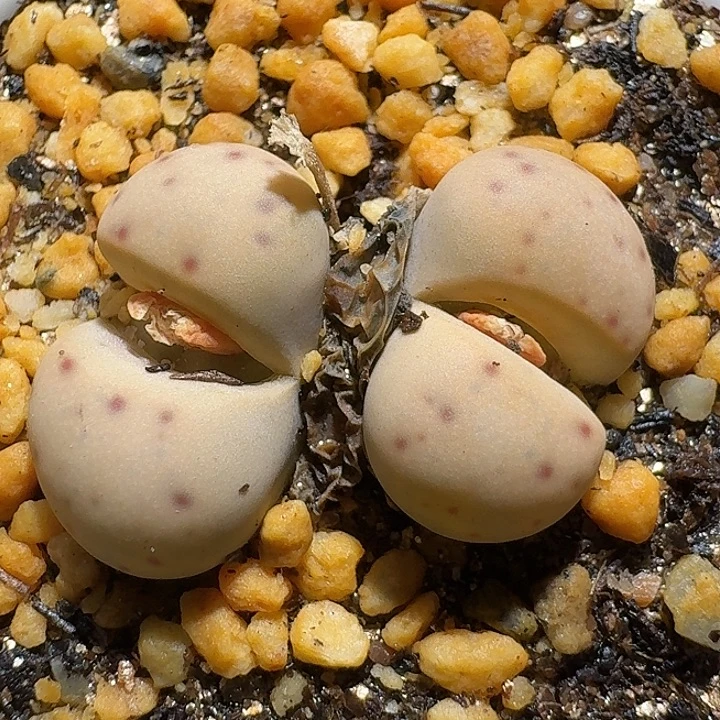 生石花1111222。   125