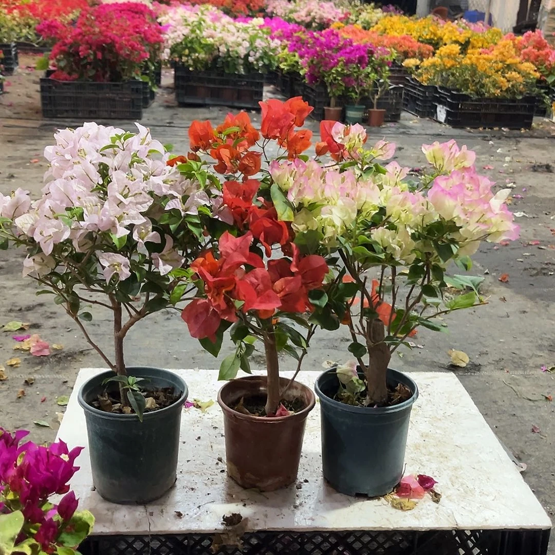 大部分花苞少量开放苹果花，夕阳红，绿樱