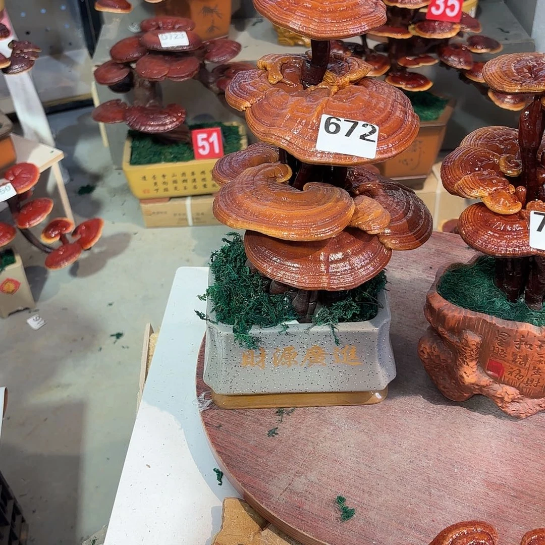 W***Y无花朵灵芝8888888888888888