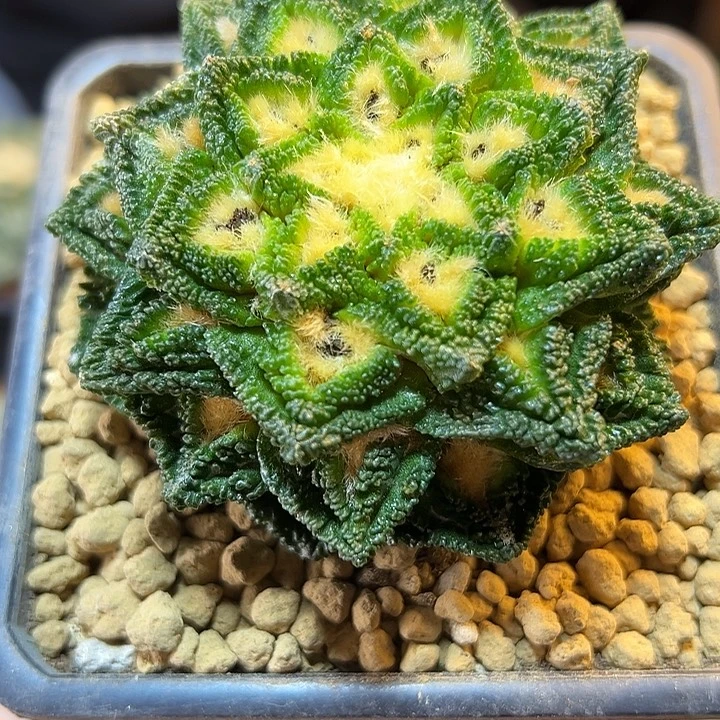 56号根芽螺旋辛盾8公分
