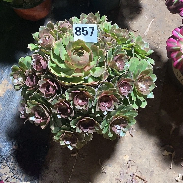 @***?法师植物一物一拍857