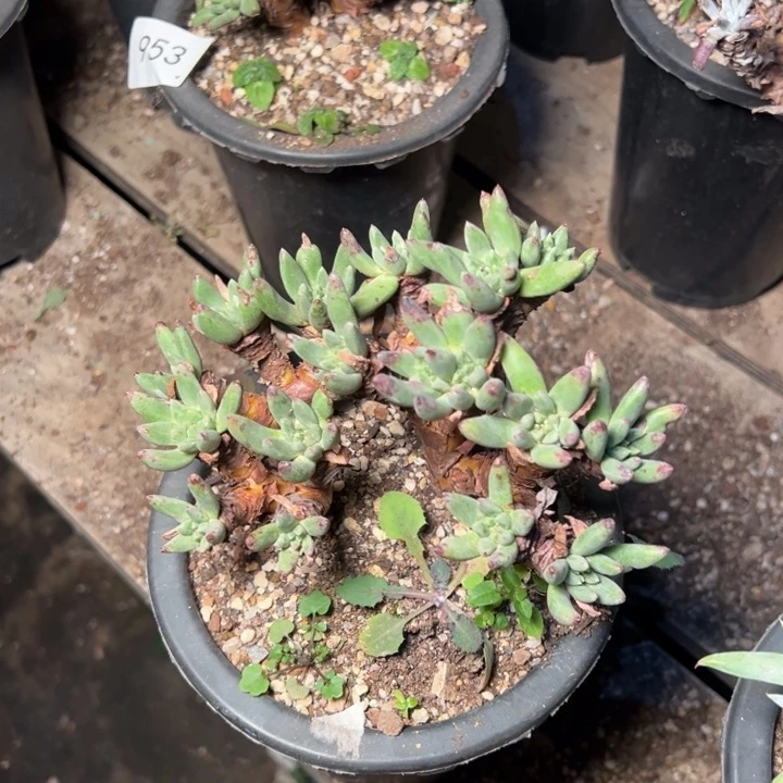 1303哈哈哈哈哈哈哈哈哈