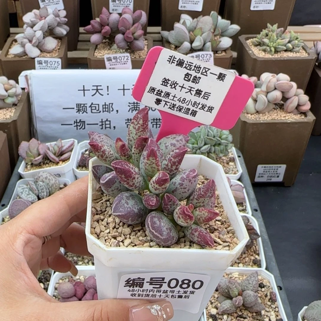 080艾薇多肉植物