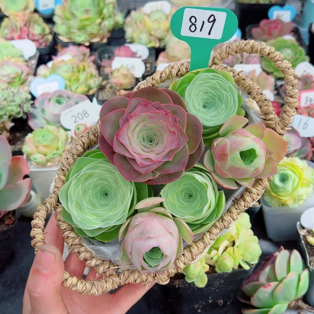 苍*819森系花篮组合混装精品套装