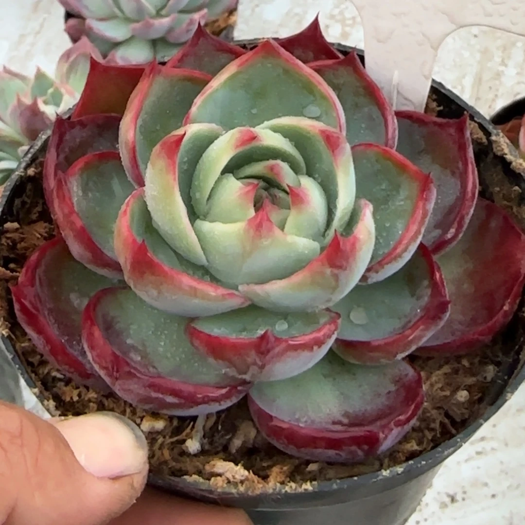 玫瑰惊鸿一物一拍包装收缩花旱獭230