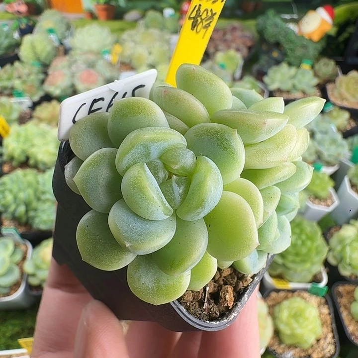 四个头财富615 啦啦啦