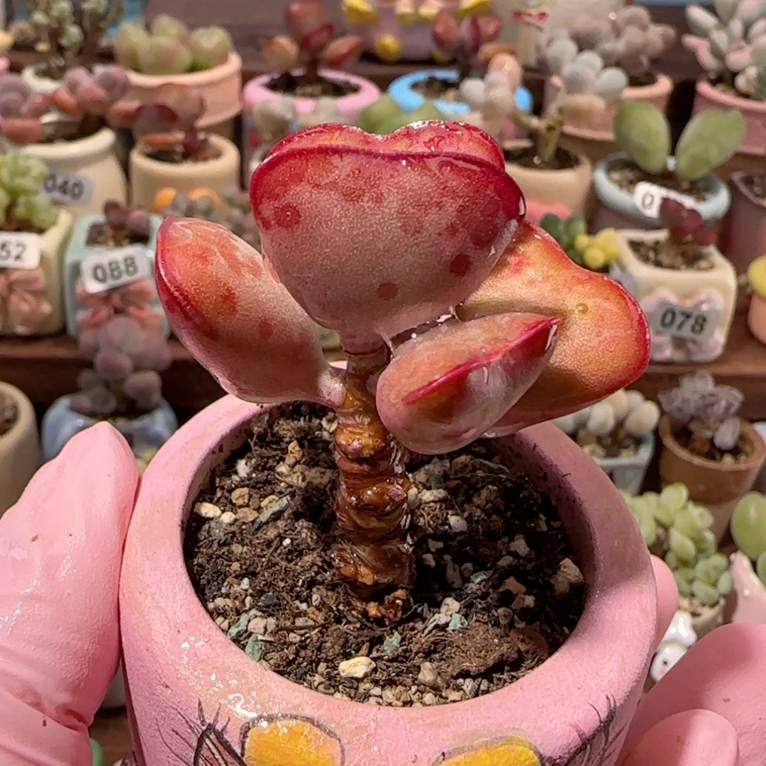 东****T爱心水泡盆口4cm