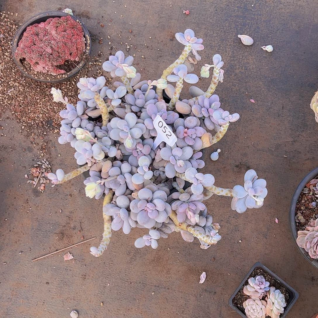 郑*妹052大叶奶30不售后