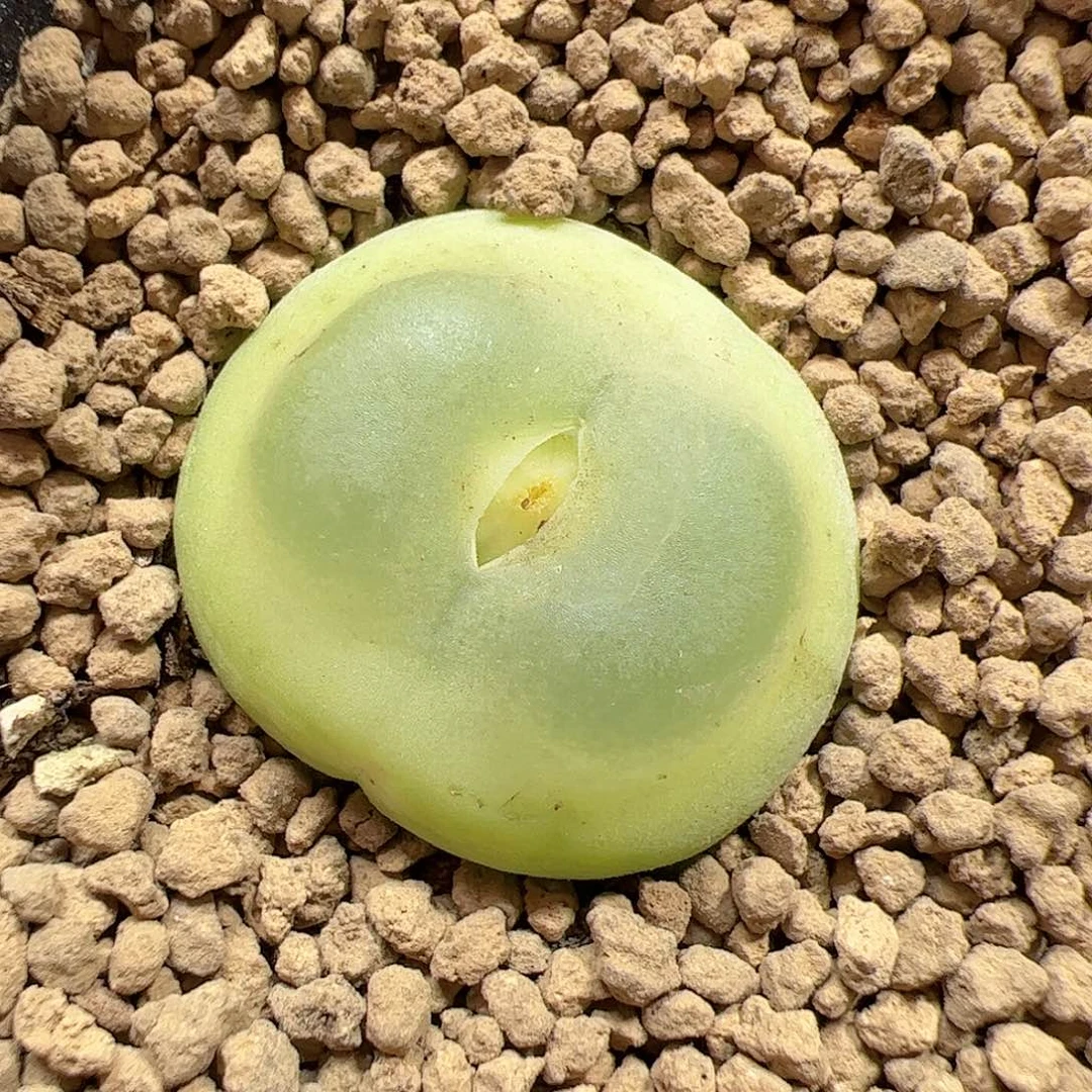【闪购商品】37 拉登2.7cm