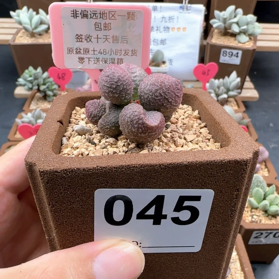 识*045水蜜桃多肉植物