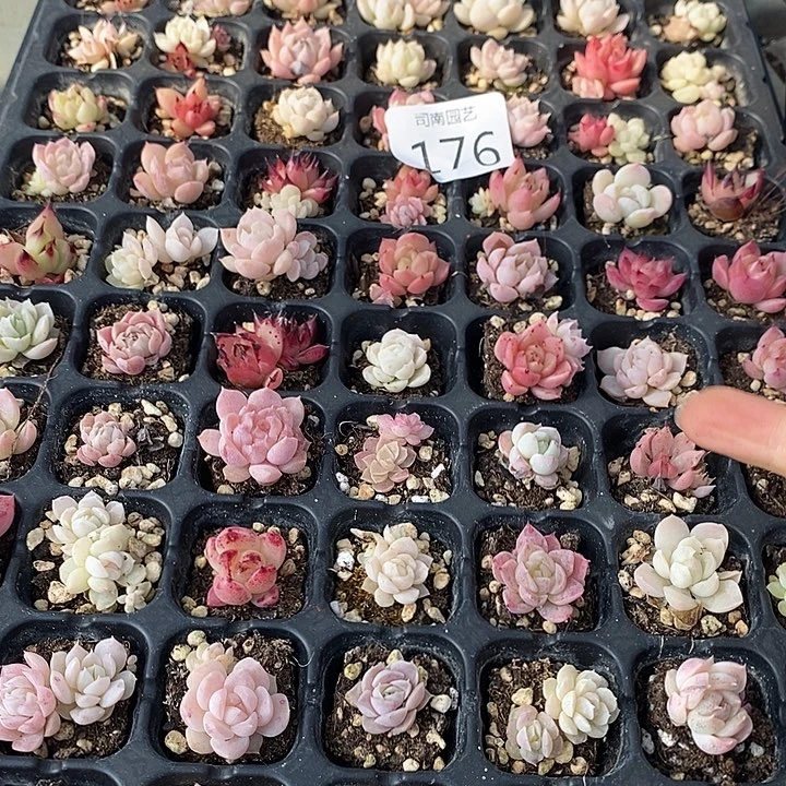 176 多肉植物盆栽花卉