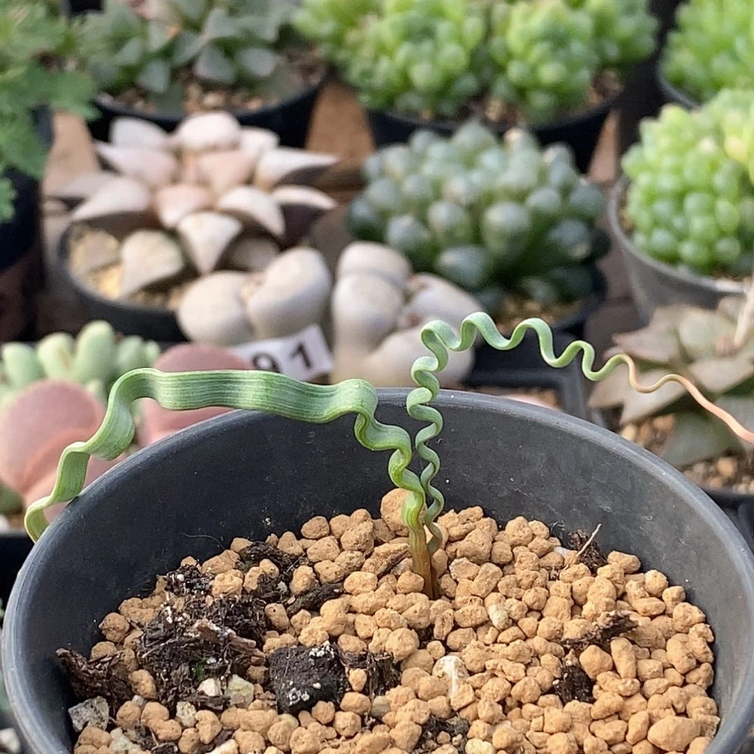 742 海带弹簧草 带盆土