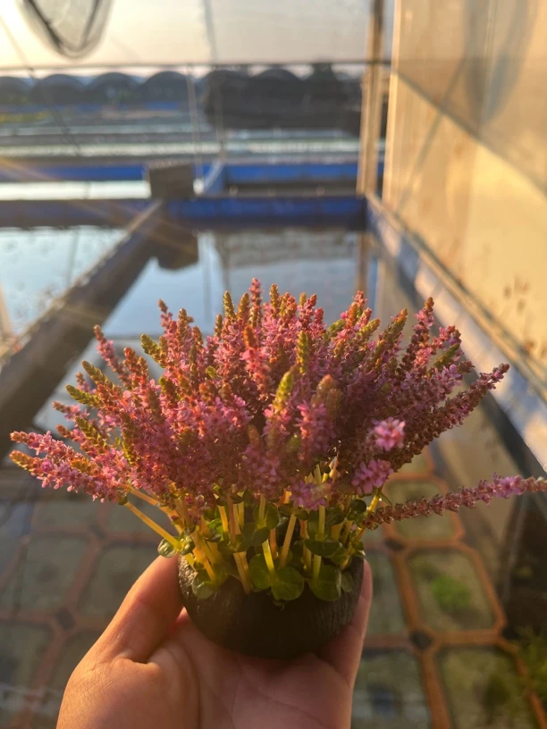 【宫廷薰衣草】懒人鱼缸造景装饰增氧水草无需底沙净化水质