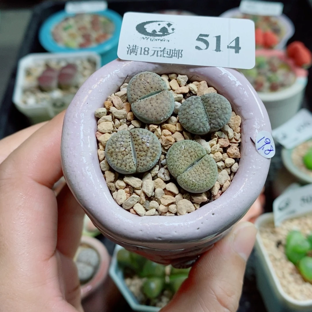 生石花花花花花花514