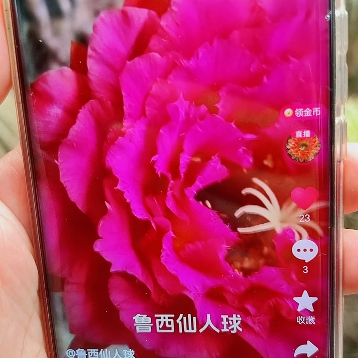 毛花柱 96   15公分左右   瑕疵