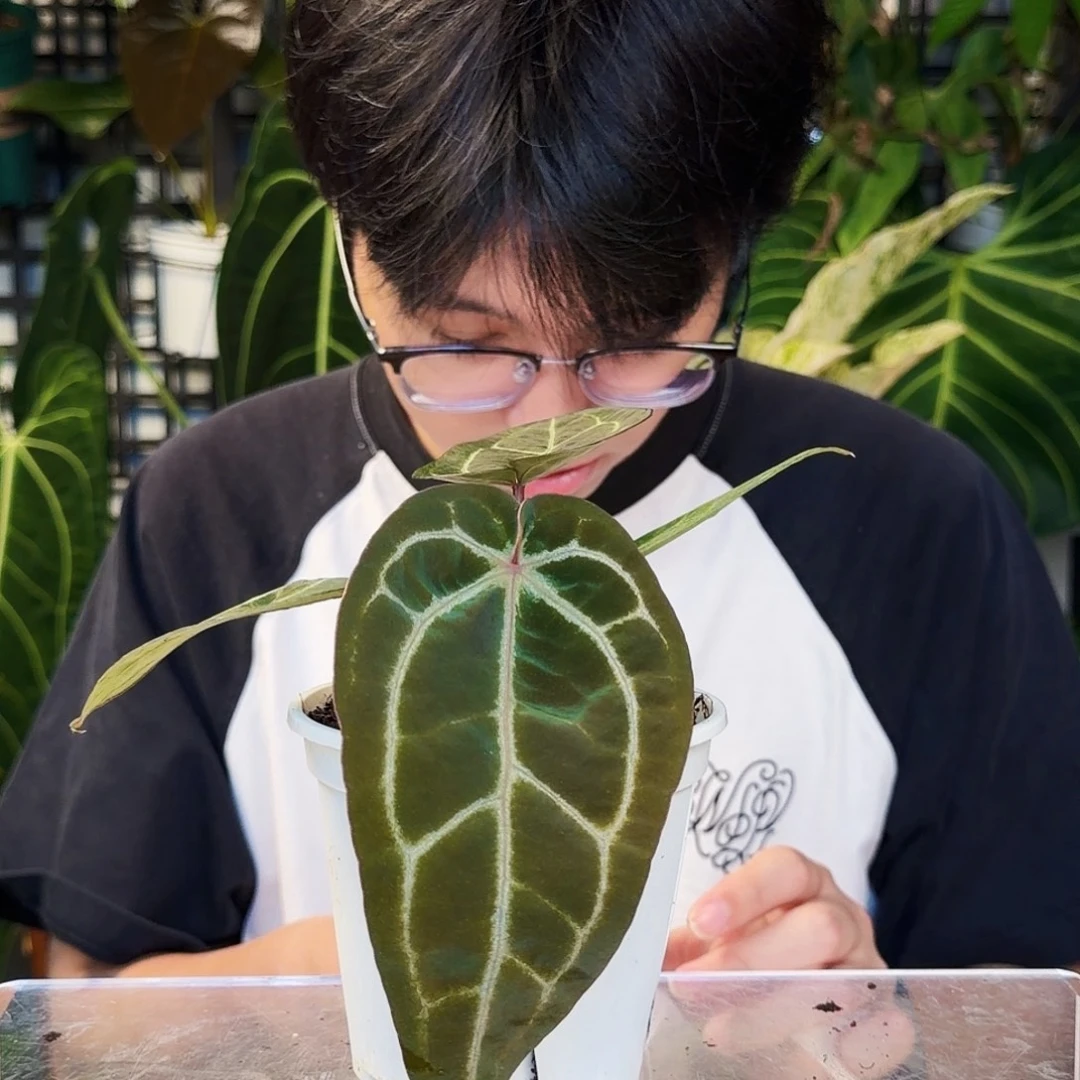 不开花植物E121米歇尔杂黑水晶