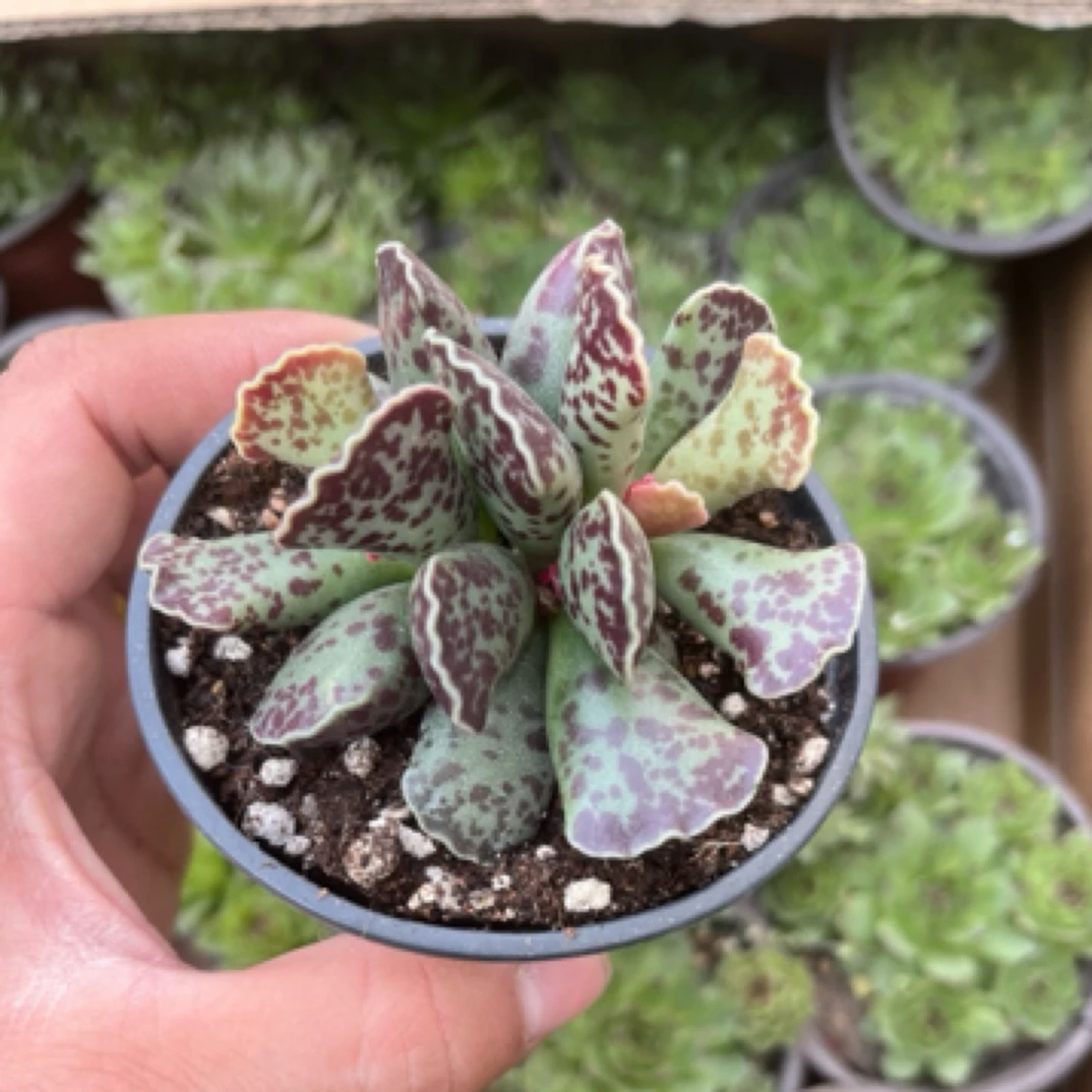 海豹水泡多肉植物超萌肉肉易爆盆群生多头绿植盆栽好养圆盆海豹