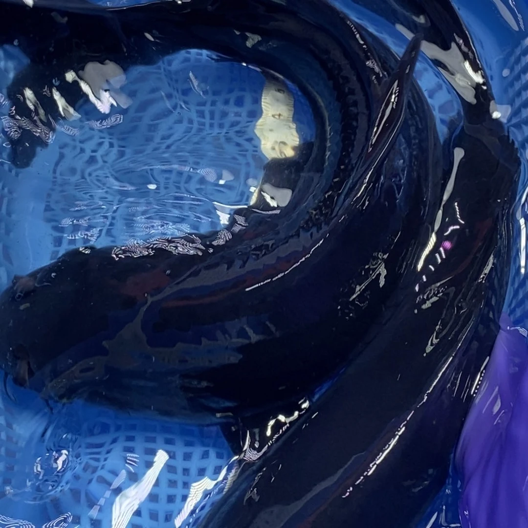 锦鲤冷水锦鲤包邮