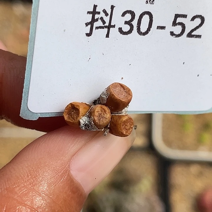 30-52猪皮多肉植物