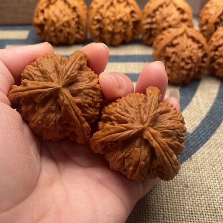 芝***花石楠木白狮子核桃43