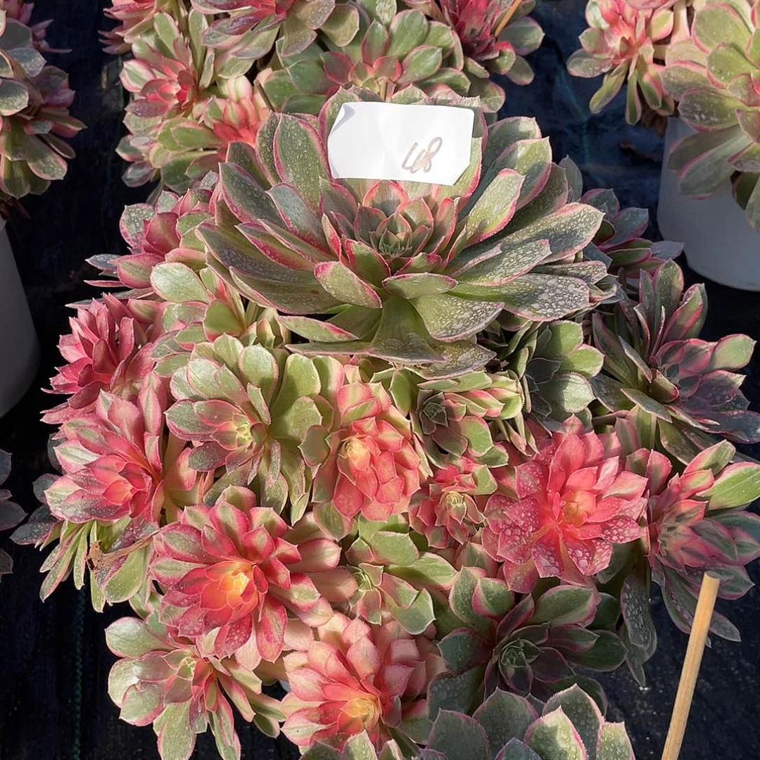 @***@完全开放4811111111111111