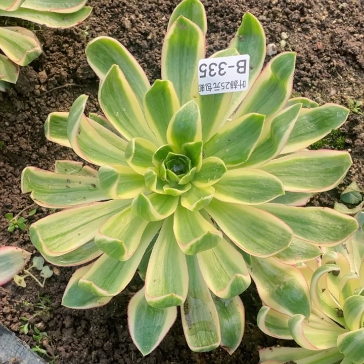 335青莲多肉12345678