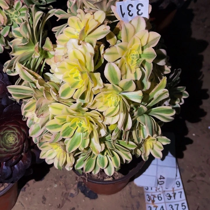 331艳日伞多肉植物处理不售后