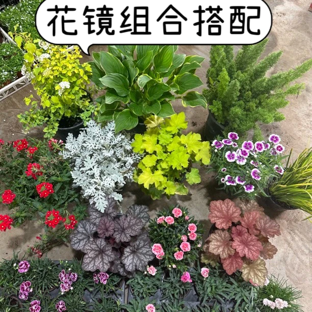 花镜庭院植物喜阴耐阴彩叶植物四季观叶庭院花镜搭配