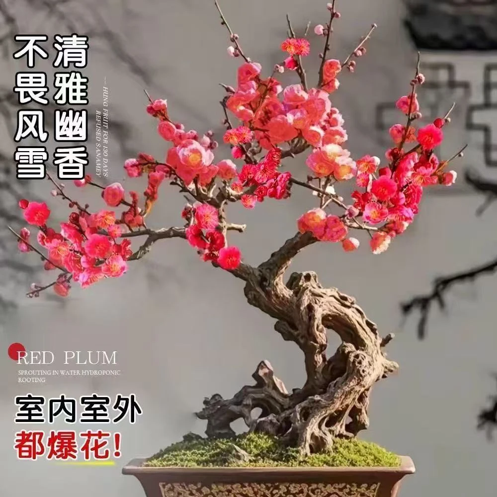 原生骨里红苗红梅盆景红梅花盆栽室外耐热原生梅花苗红梅地栽庭院
